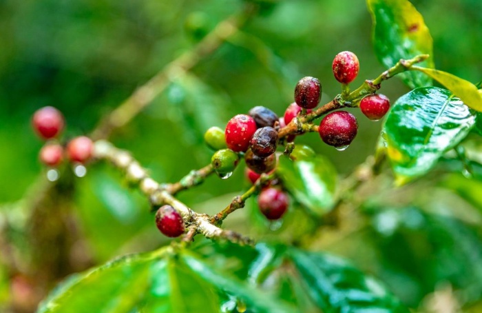 Chuvas no inverno podem afetar lavouras de café