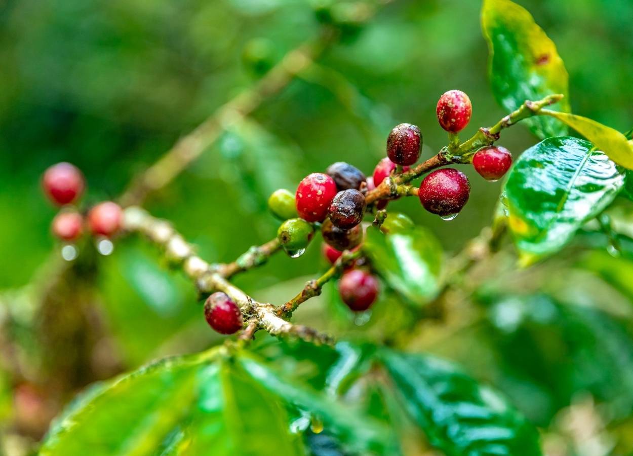 Winter rains could affect coffee crops
