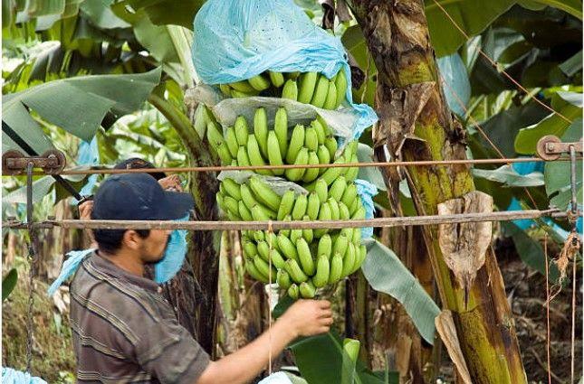 Parceria global cooperará para combater praga que se converteu em ameaça para a banana