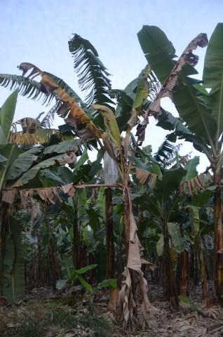 ​Encontro aborda principais desafios para o manejo de doenças da bananeira