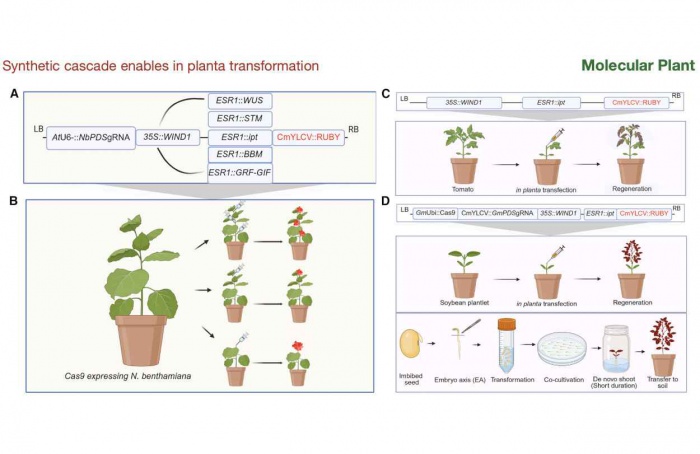 Nova técnica permite regeneração direta de plantas transgênicas