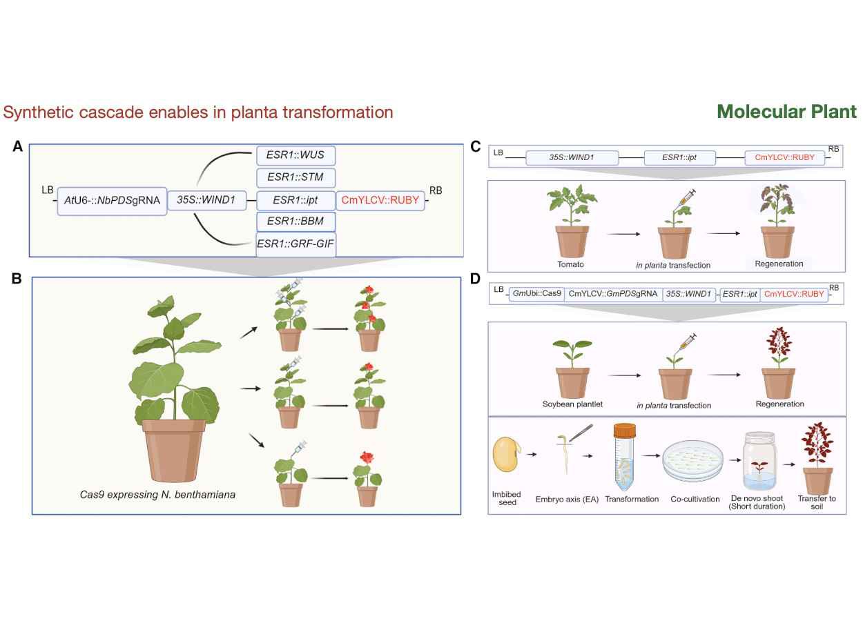 Neue Technik ermöglicht die direkte Regeneration transgener Pflanzen.