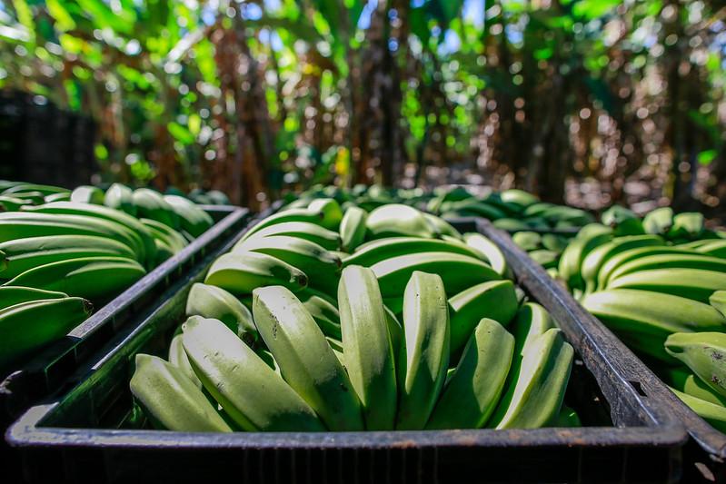 Pesquisa e tecnologia auxiliam produção de banana no norte de MG