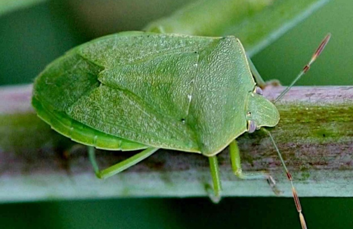 Armadilha com luz UV e azul amplia captura de percevejos Nezara