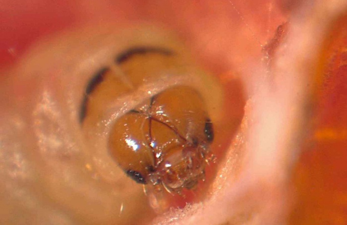 Planta hospedeira altera bactérias intestinais da traça-do-tomateiro