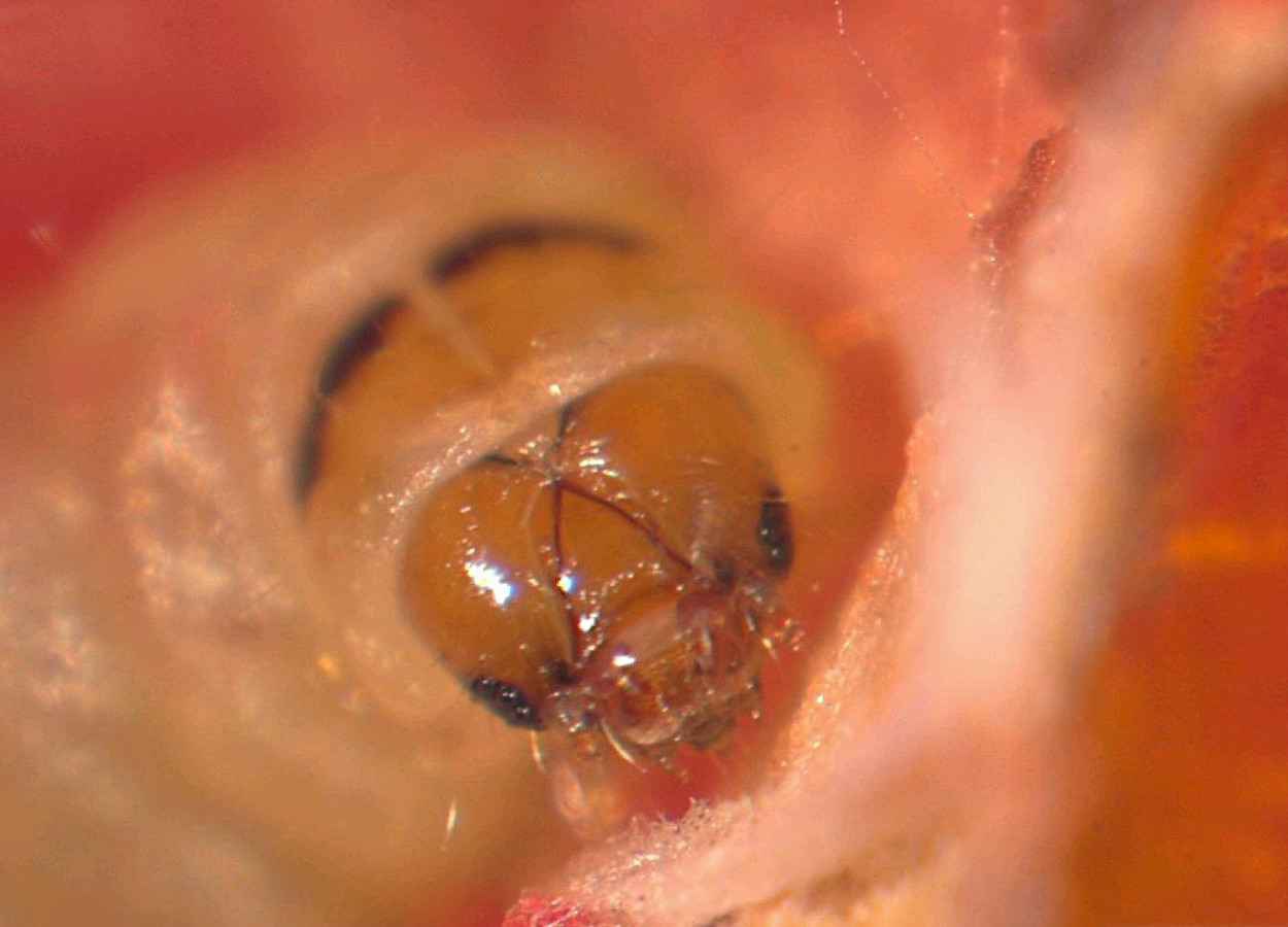 La planta huésped altera las bacterias intestinales del minador de las hojas del tomate.