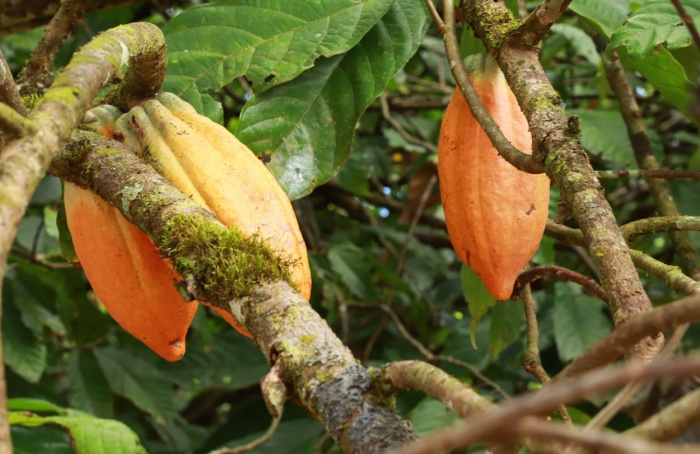 Oportunidades para a produção de cacau na Amazônia