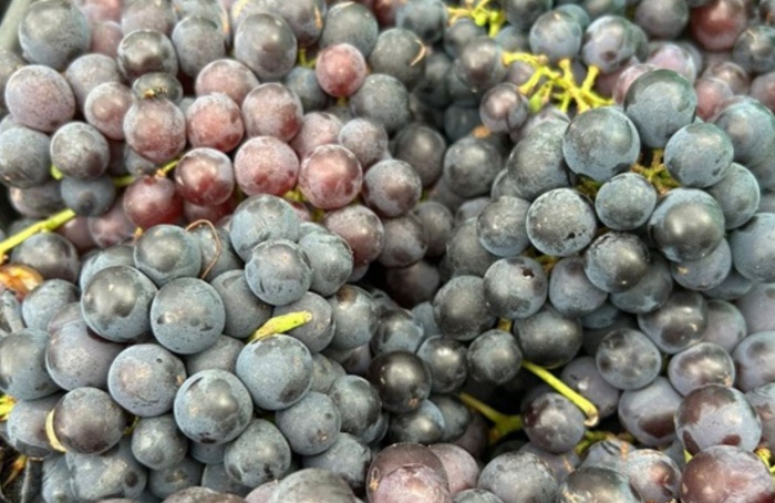 Emater-RS projeta safra de uva histórica em 2025/26