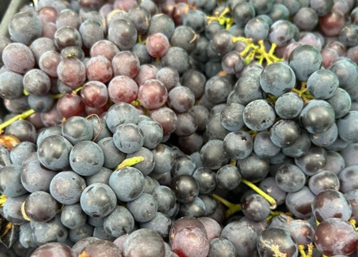 Emater-RS projeta safra de uva histórica em 2025/26