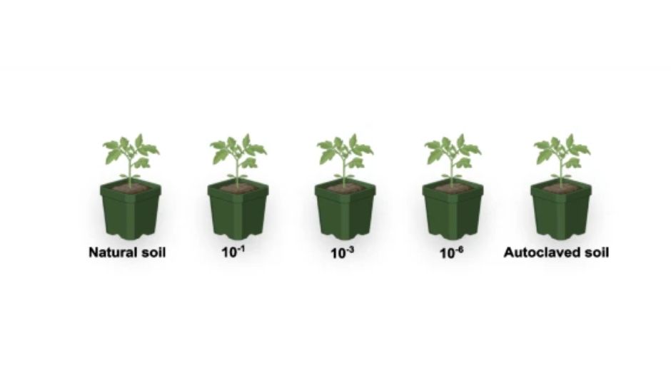 Bioensaio utilizou a cultivar de tomate “Amish Paste” com quatro tratamentos diferentes&nbsp;