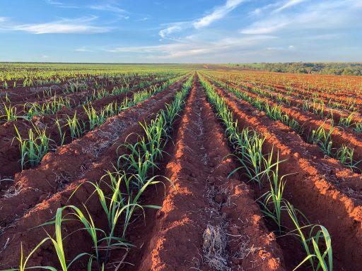 Pesquisadores integram centro de pesquisa da área de canavicultura no Brasil