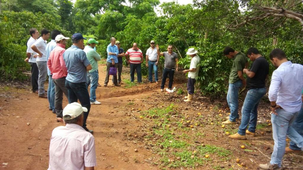 Adoção de tecnologias contribui para a evolução da cafeicultura no Mato Grosso