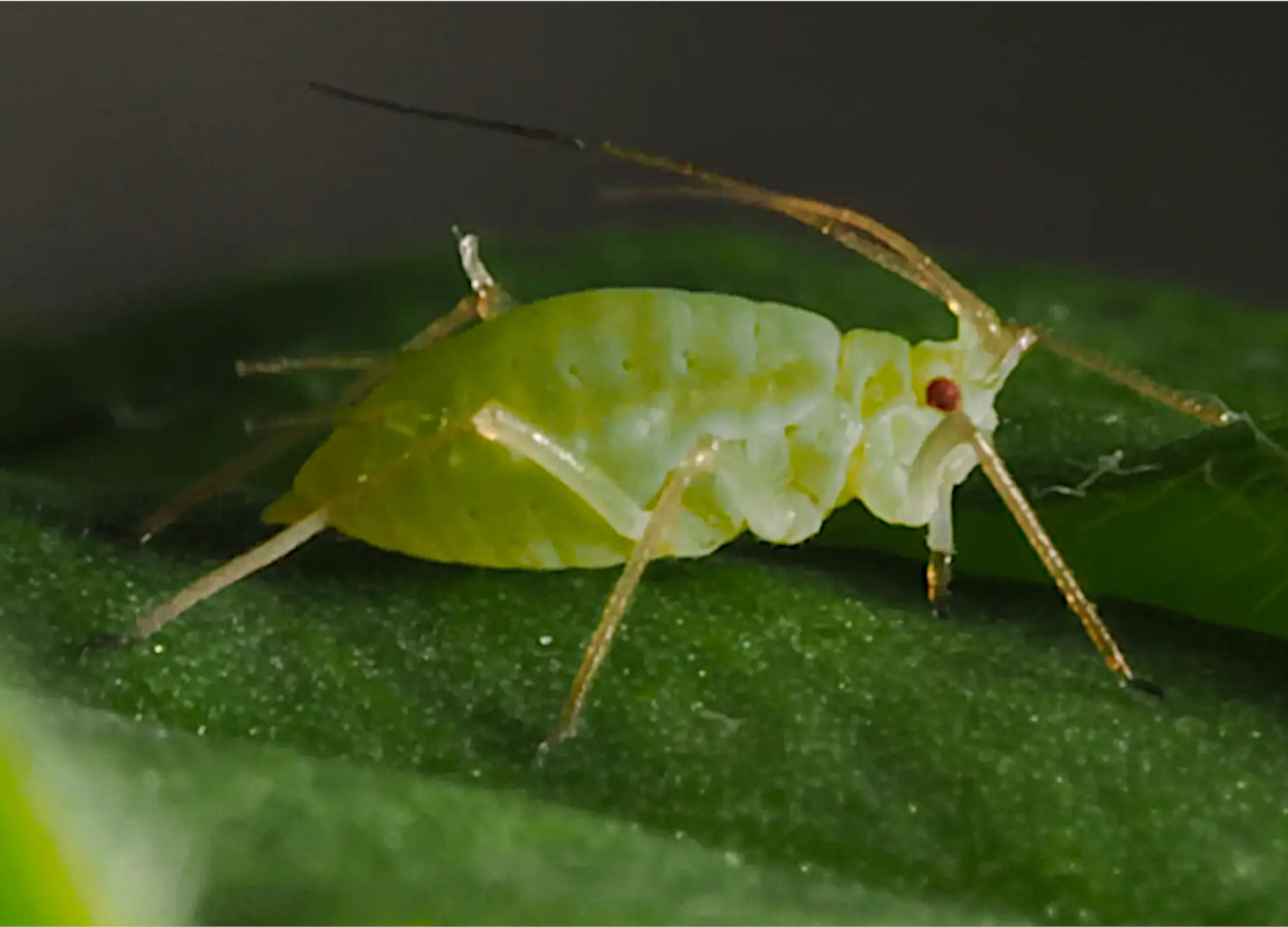 Foto:&nbsp;Eddie Tsyerlin