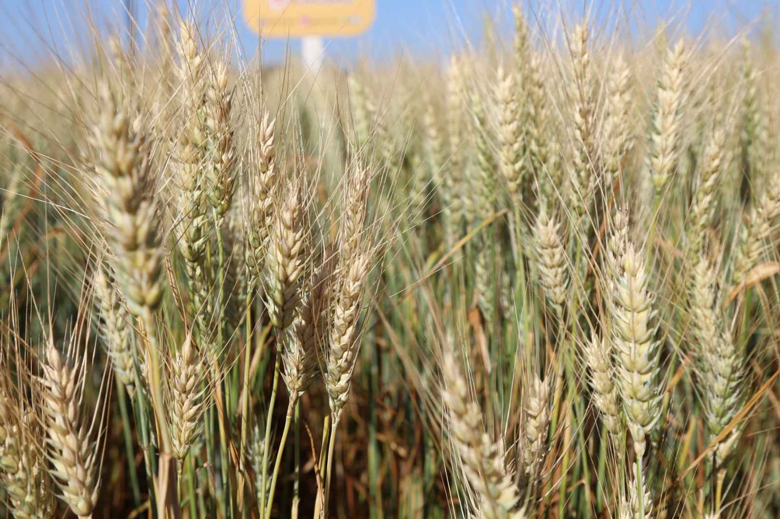 Novas cultivares podem reinserir o Mato Grosso do Sul como polo de produção de trigo tropical