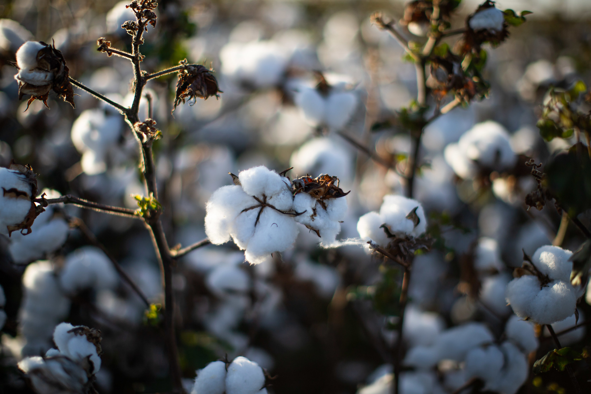 Com queda externa, valor do algodão volta a cair no Brasil