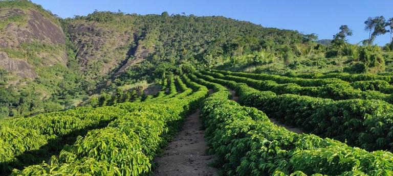 Café conilon do Espírito Santo recebe registro de Indicação Geográfica