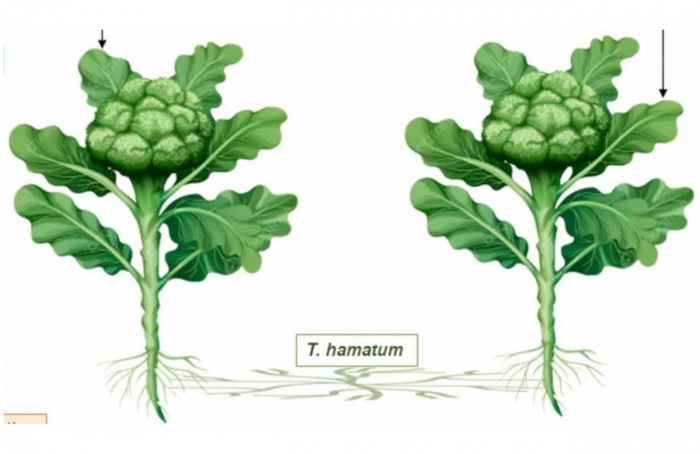 Fungos nas raízes ativam defesa entre plantas de brócolis
