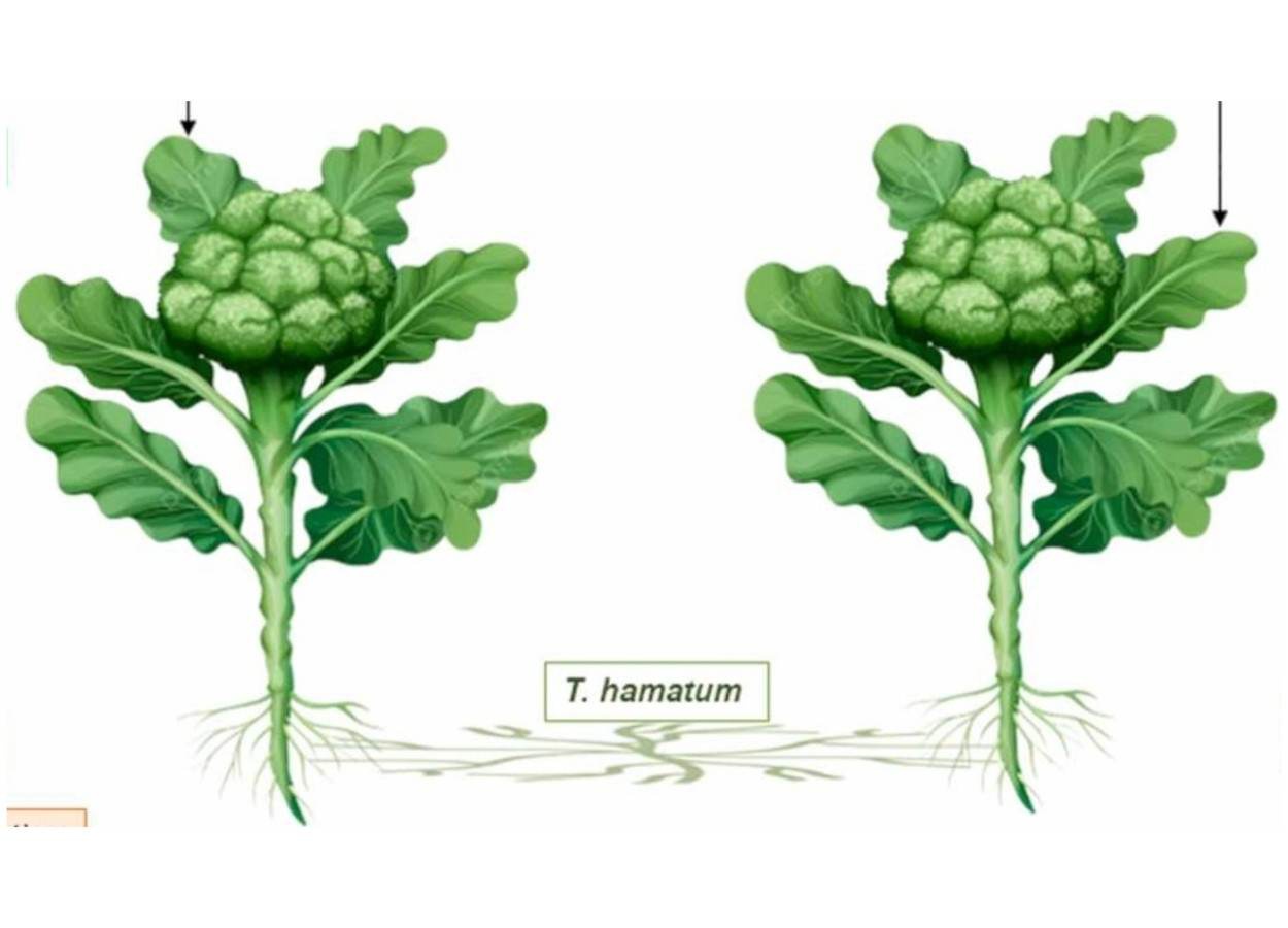 Fungos nas raízes ativam defesa entre plantas de brócolis