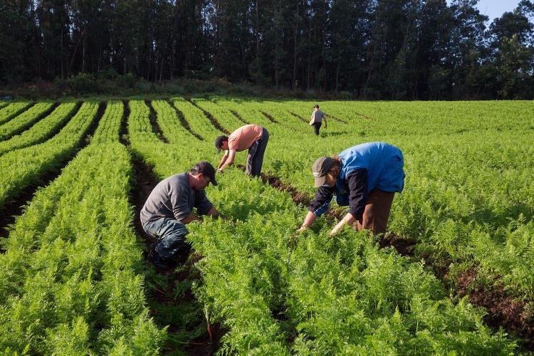 Prorrogada a renovação do Selo Nacional da Agricultura Familiar