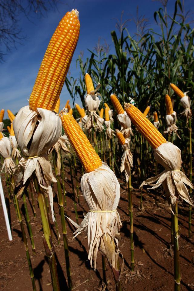 Congresso de milho e sorgo debate tecnologias geradas por instituições de pesquisa