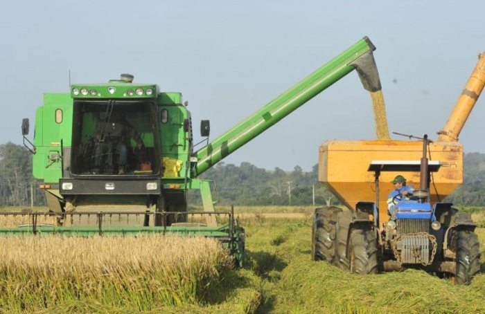 Colheita do arroz no RS ultrapassa 70% da área semeada