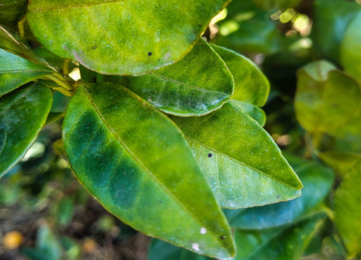 Governo atualiza programa nacional de controle do greening