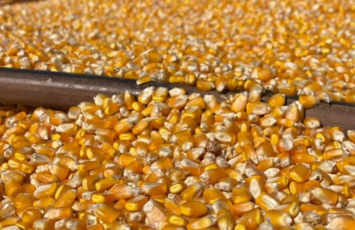 Preços da soja e do milho registram queda em março em MS