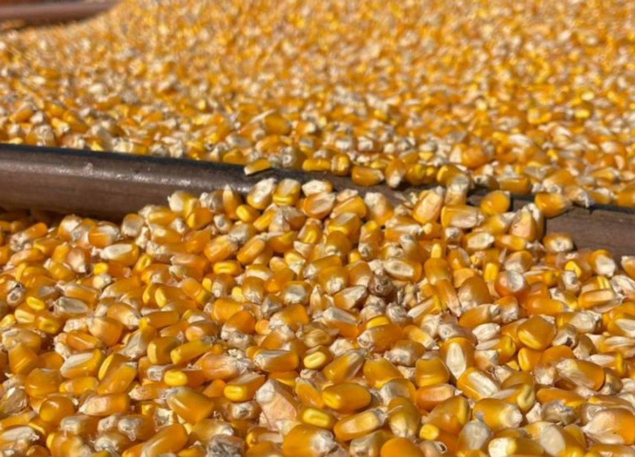 Preços da soja e do milho registram queda em março em MS