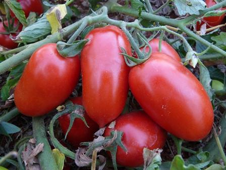 Pesquisadores identificam fungos que estimulam o crescimento de tomate