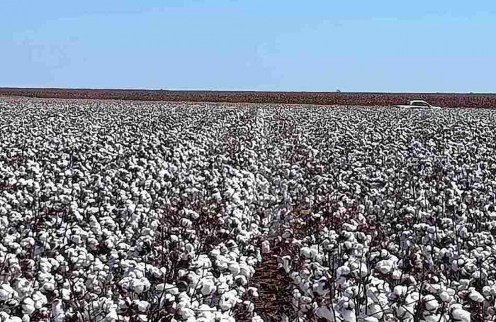 Qualidade da fibra tem reflexos na rentabilidade do algodão