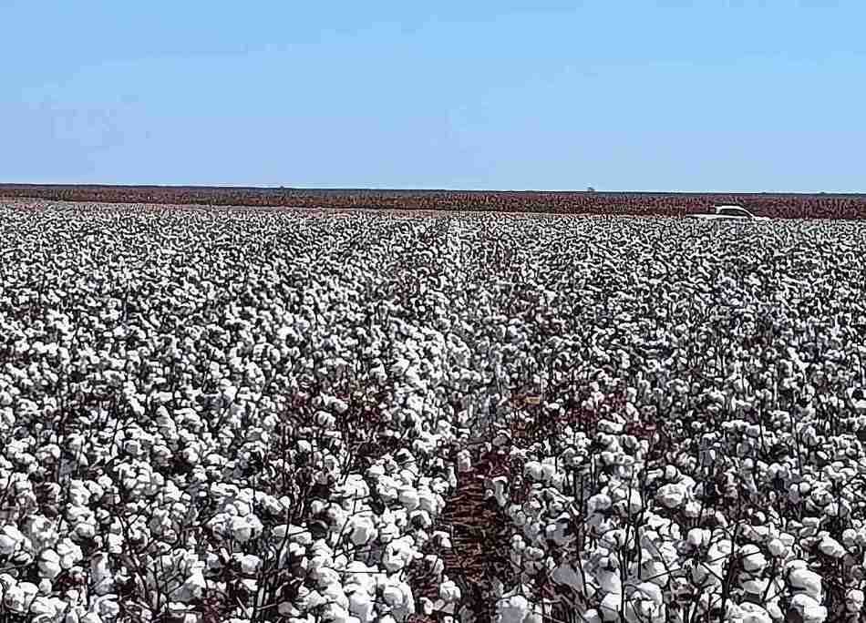 Qualidade da fibra tem reflexos na rentabilidade do algodão