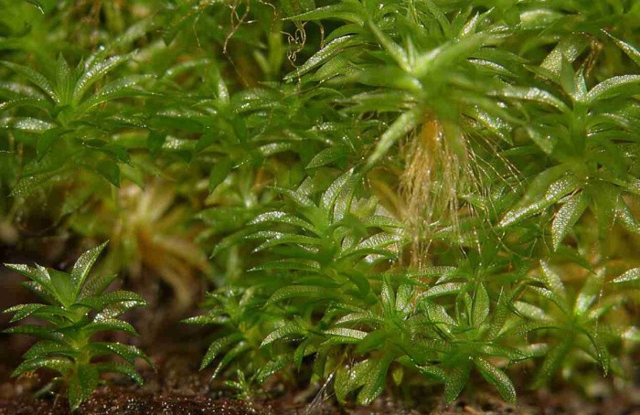 Musgo resiste a nove meses no vácuo espacial