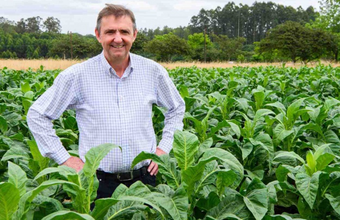 Renda do tabaco por hectare supera grãos em 700%