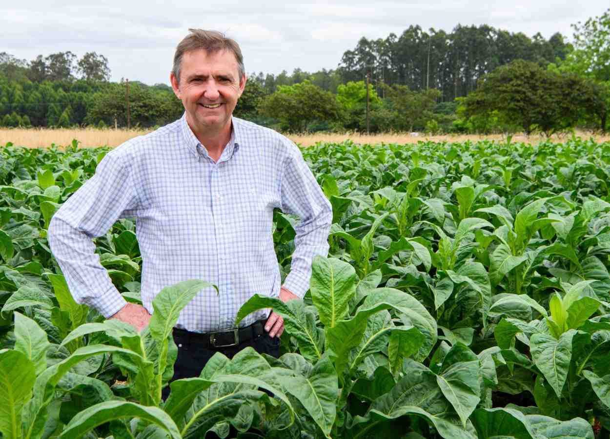 Renda do tabaco por hectare supera grãos em 700%