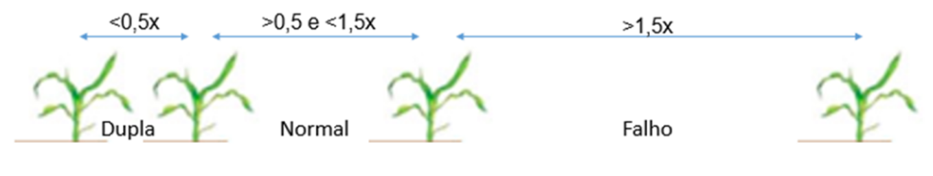 <b>Figura 1 -&nbsp;</b>distribuição longitudinal para
sementes de milho