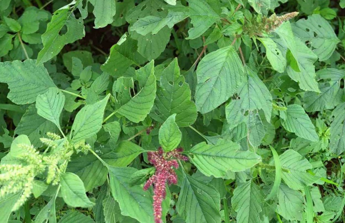 Avanço de daninhas em sistema com soja acende alerta no campo