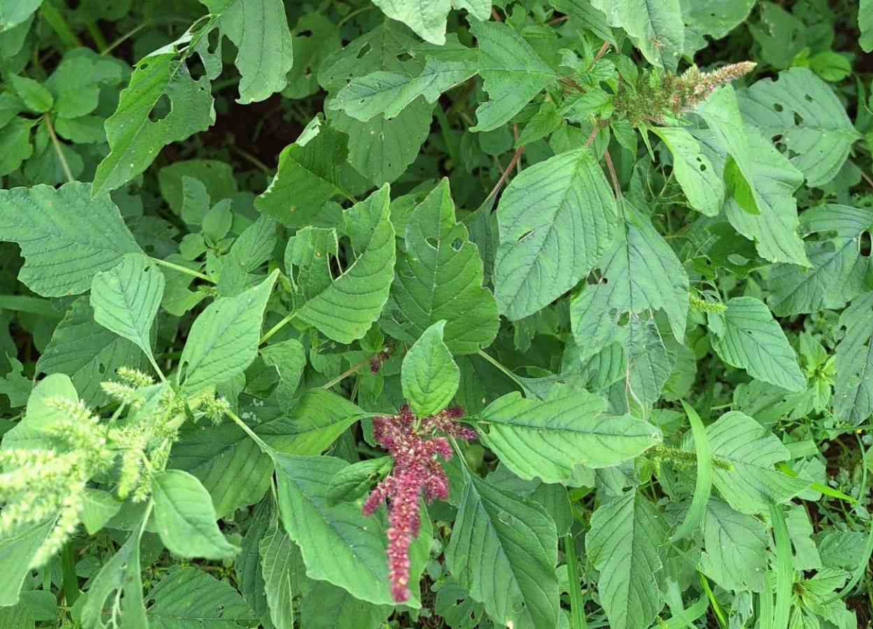 Avanço de daninhas em sistema com soja acende alerta no campo