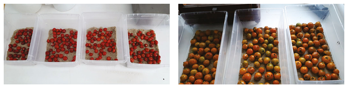 Acondicionamento dos frutos em caixas para a emergência de moscas e parasitoides em condições de laboratórioAcondicionamento dos frutos em caixas para a emergência de moscas e parasitoides em condições de laboratório