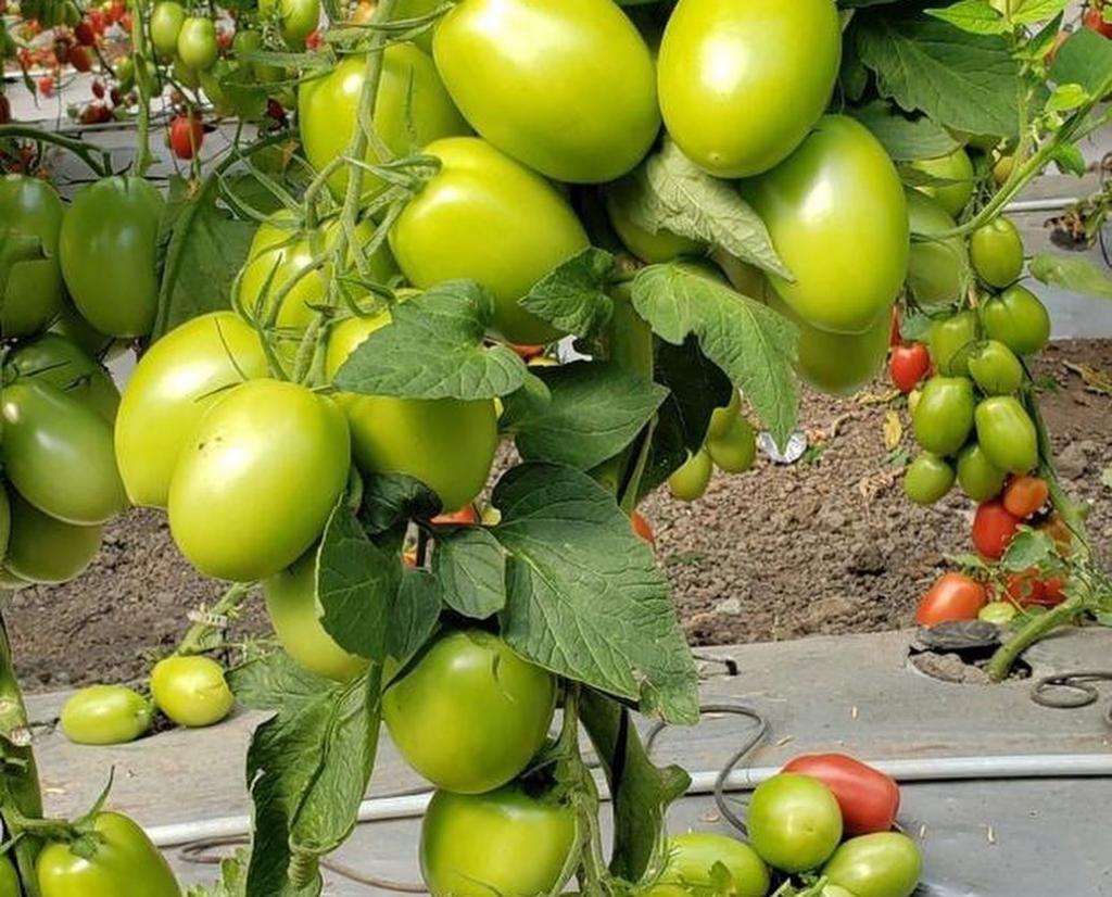 Empresa detecta gene resistente a vírus que dizima tomateiros