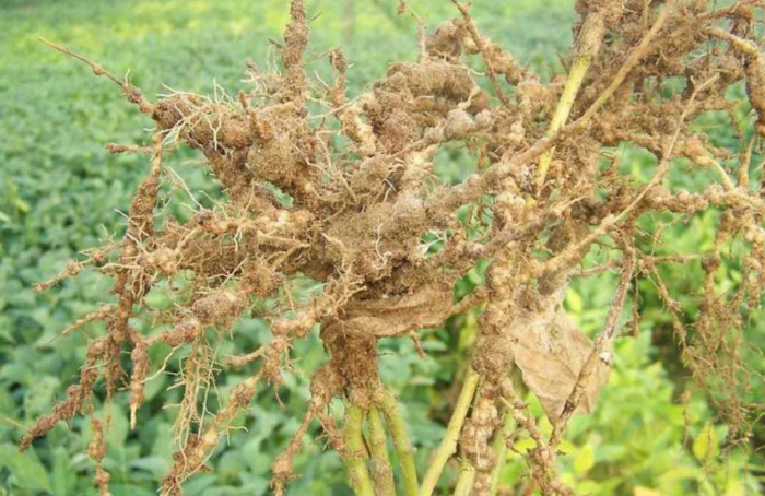 Alternative control of root-knot nematode in soybean crops