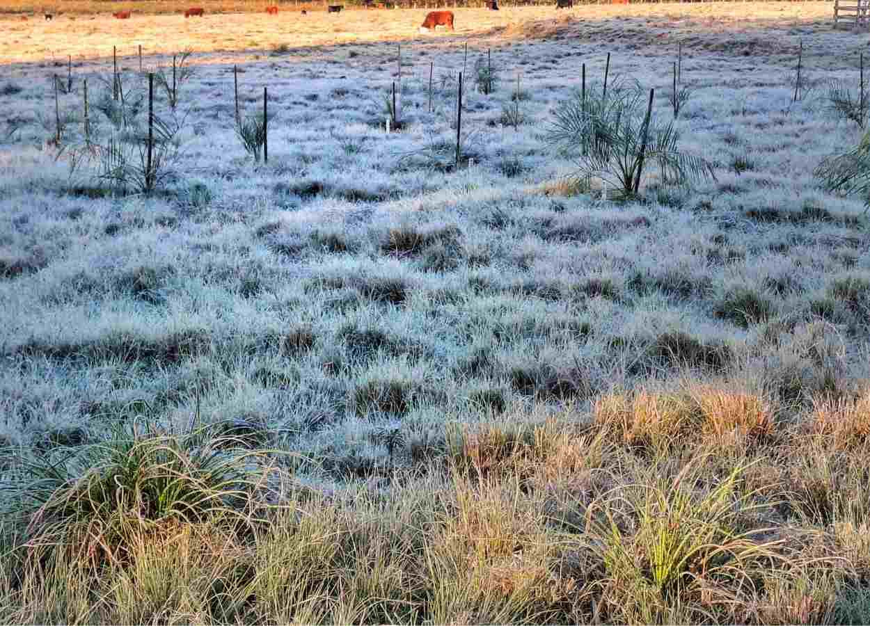 Frio e geada retornam ao Rio Grande do Sul nos próximos dias