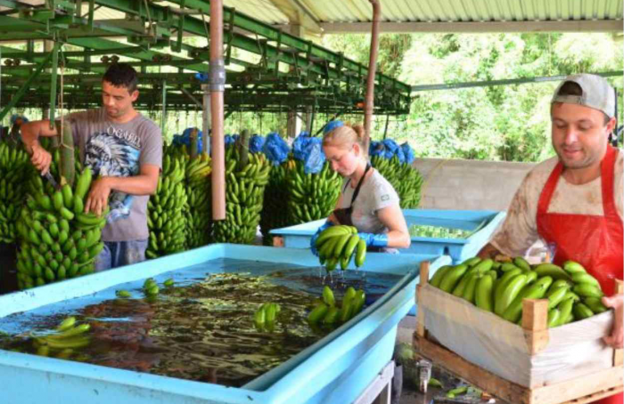 VBP da banana atingiu R$ 1,1 bilhão em Santa Catarina