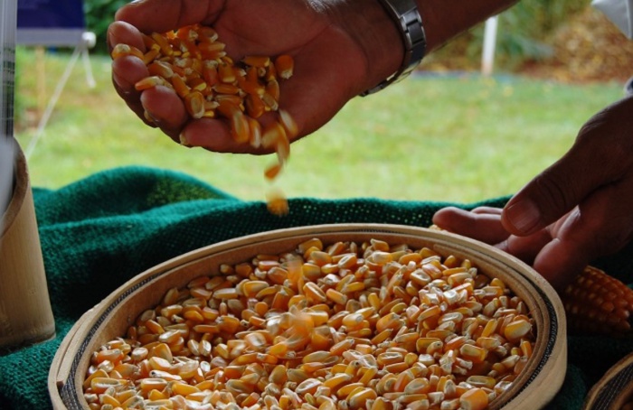 Milho, soja e café puxam safra 2025/26 em São Paulo