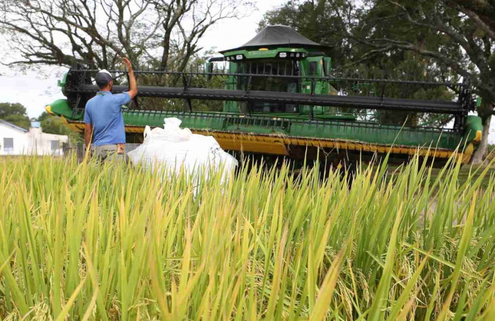 Abertura Oficial da Colheita do Arroz começa nesta terça-feira