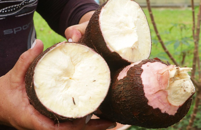 Biofortificação de alimentos será apresentada na COP30