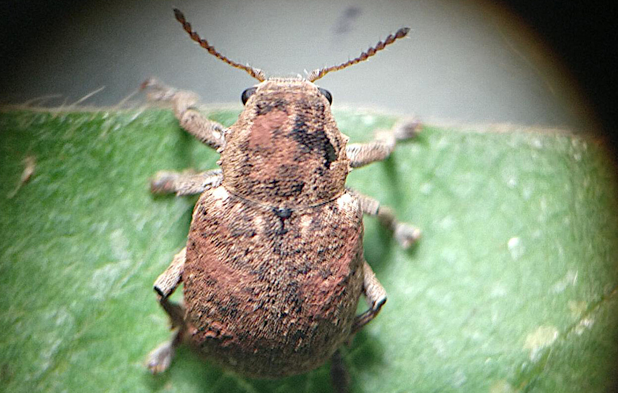 <i>Myochrous armatus</i> - Foto:&nbsp;Andressa Lima de Brida