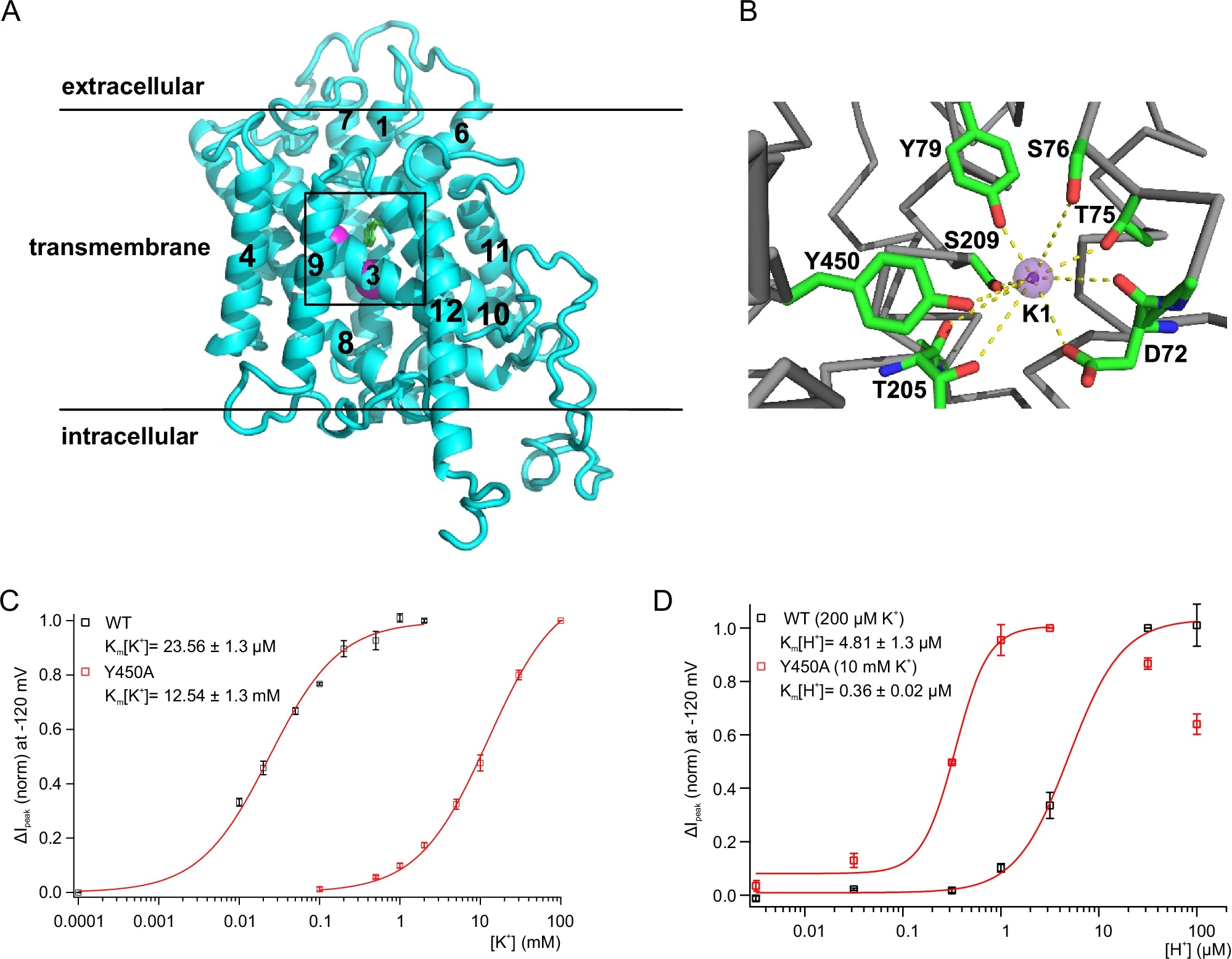 <b>(A)</b> modelo de homologia de uma única subunidade de AtHAK5 com base na estrutura crio-EM de KimA (entrada PDB 6S3K). Apenas a parte transmembrana integral compreendendo resíduos Q64 a R541 foi modelada. As hélices identificáveis ​​na orientação escolhida são rotuladas, a caixa indicada mostra a região ampliada e mostrada com mais detalhes no painel <b>(B)</b>. As duas esferas magenta representam os dois íons de potássio localizados no local de coordenação superior e inferior, o resíduo Y450 é indicado na representação de bastão com átomos de carbono coloridos em verde. B Ampliação do local de ligação do íon superior ao redor do íon potássio K1. A coordenação rigorosa do íon potássio K1 provavelmente facilita a desidratação do cátion de entrada. <b>(C)</b> Correntes de pico induzidas por K+ do oócito inteiro normalizadas (ΔIpico) a -120 mV e pH 4,5 plotadas contra a concentração de K+ aplicada. As correntes de oócitos que expressam o mutante Y450A com CIPK23/CBL1 (quadrados vermelhos) são comparadas com oócitos que expressam WT HAK5/CIPK23/CBL1 (quadrados pretos). Km (K+) foi calculado ajustando ΔIpico com uma equação de Michaelis-Menten. (n = 5 experimentos, média ± DP). <b>(D)</b> As correntes de oócitos que expressam o mutante Y450A com CIPK23/CBL1 (quadrados vermelhos) são comparadas com oócitos que expressam WT HAK5/CIPK23/CBL1 (quadrados pretos). As correntes de pico normalizadas de oócitos inteiros (ΔIpico) foram induzidas por 10 mM (Y450A) ou 200 µM (WT) de K+ a -120 mV em diferentes valores de pH e plotadas em relação à concentração de H+ aplicada. Km (H+) foi calculado ajustando ΔIpico com uma equação de Hill (coeficiente de Hill = 2,17 ± 0,5 (Y450A) e 1,67 ± 0,3 (WT)) (n = 5 experimentos, média ± DP)