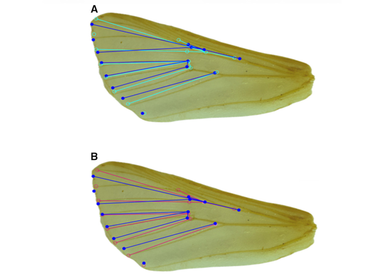 Diferenças médias na forma das asas visualizadas usando uma construção em estrutura de arame sobreposta à asa de <i>Helicoverpa zea</i> para fêmeas de <b>(a)</b> milho Bt com 3 toxinas em um cultivo puro (azul claro) e uma mistura de sementes com 80% de milho Bt com 3 toxinas e 20% de milho não-Bt (azul escuro); e <b>(b)</b> milho não-Bt em um cultivo puro (vermelho) e uma mistura de sementes com 80% de milho Bt com 3 toxinas e 20% de milho não-Bt (azul escuro) -&nbsp;doi.org/10.1093/ee/nvaf117