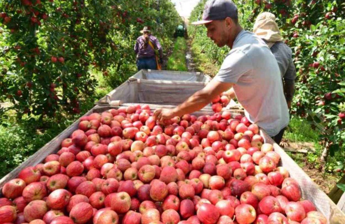 Safra de maçã deve crescer 28% em Santa Catarina