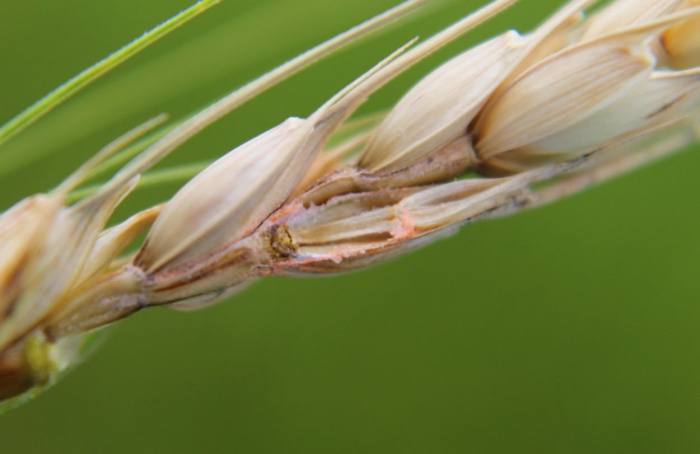 Giberela e brusone: como identificar em trigo